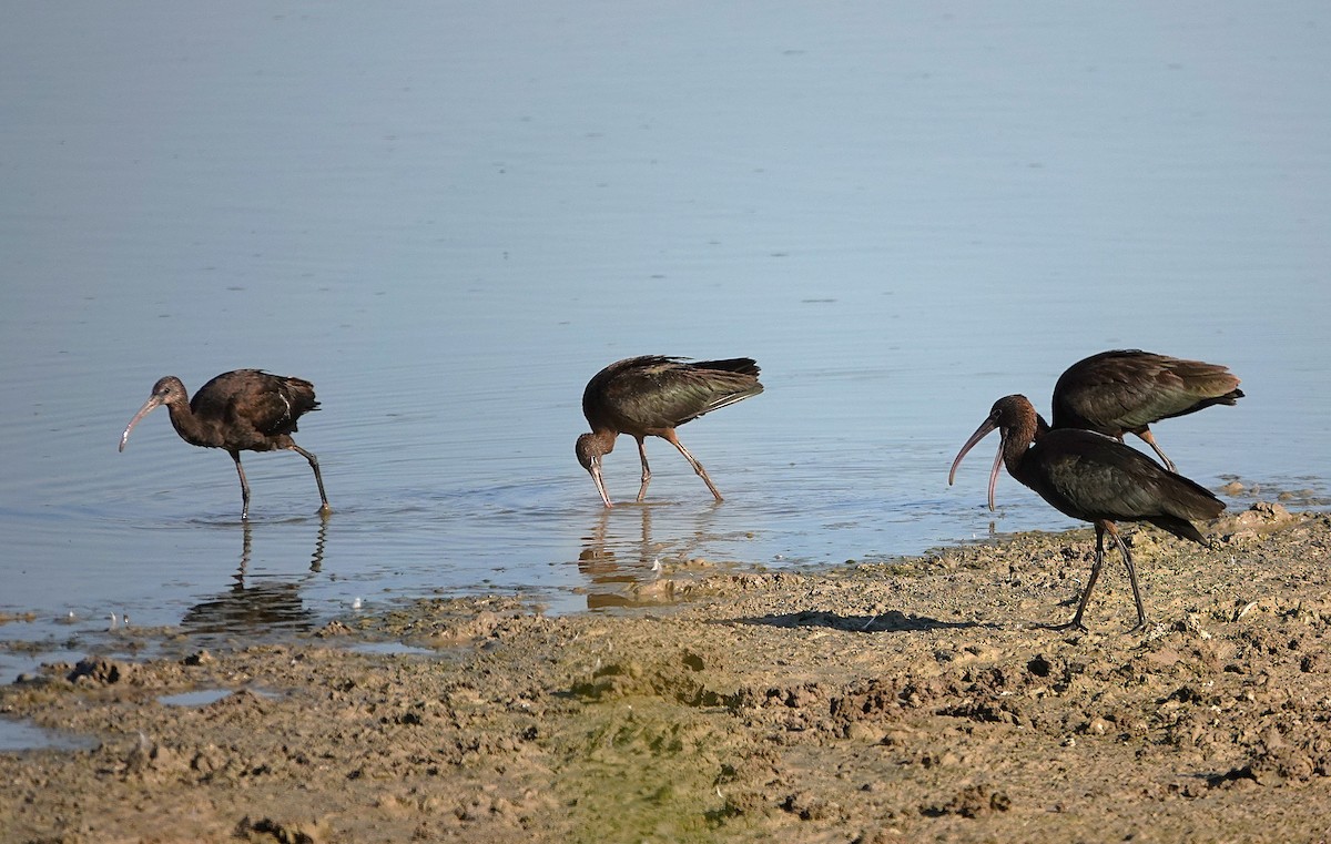 Glossy Ibis - ML645511837