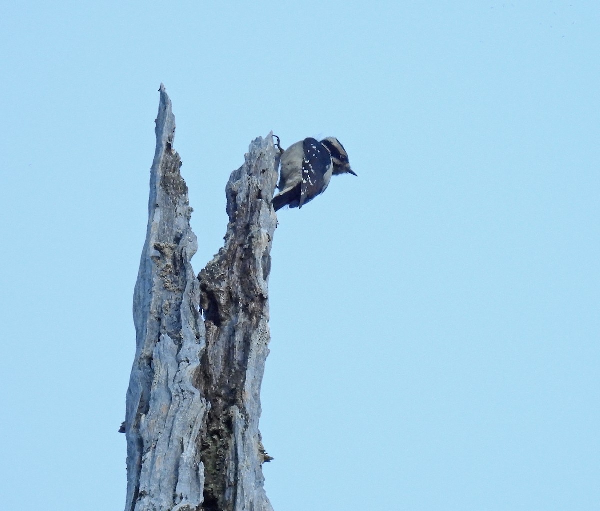 Downy Woodpecker - ML645511841
