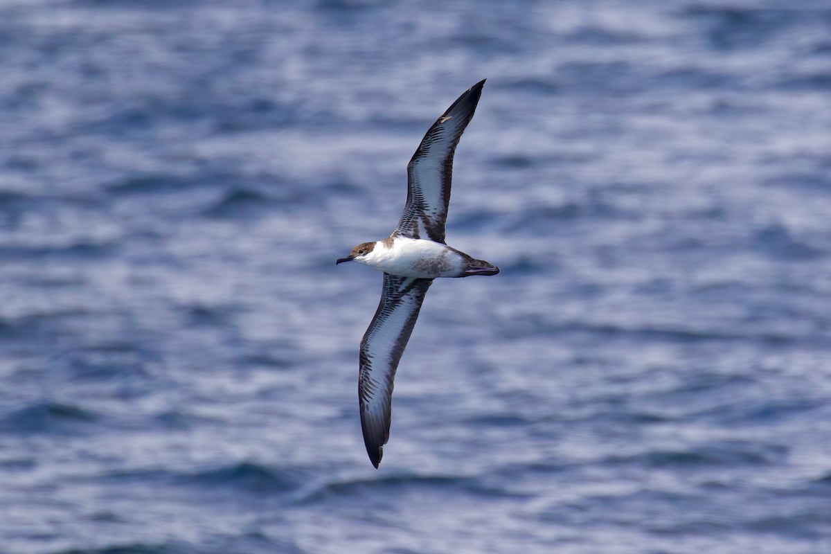 Great Shearwater - ML645511874