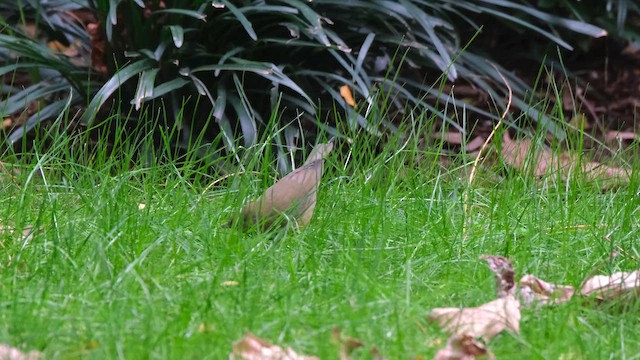 Konnektikut Ötleğeni - ML645511883