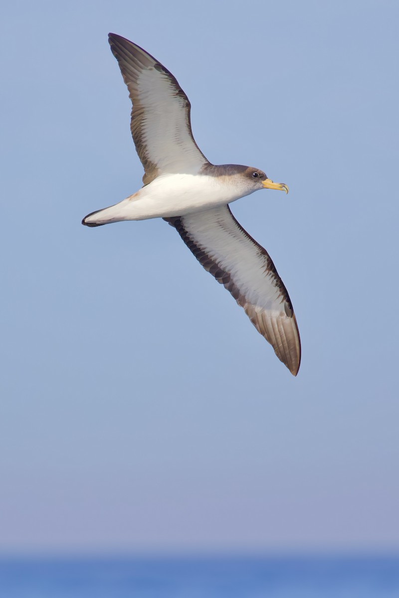 Cory's Shearwater - ML645511894
