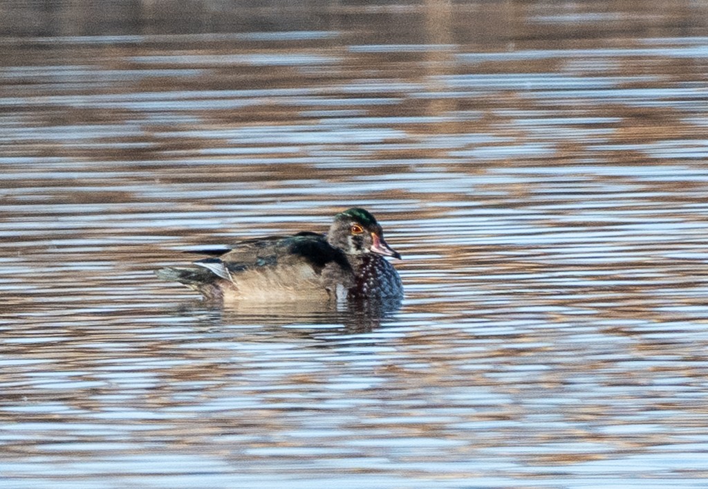 Wood Duck - ML645511911