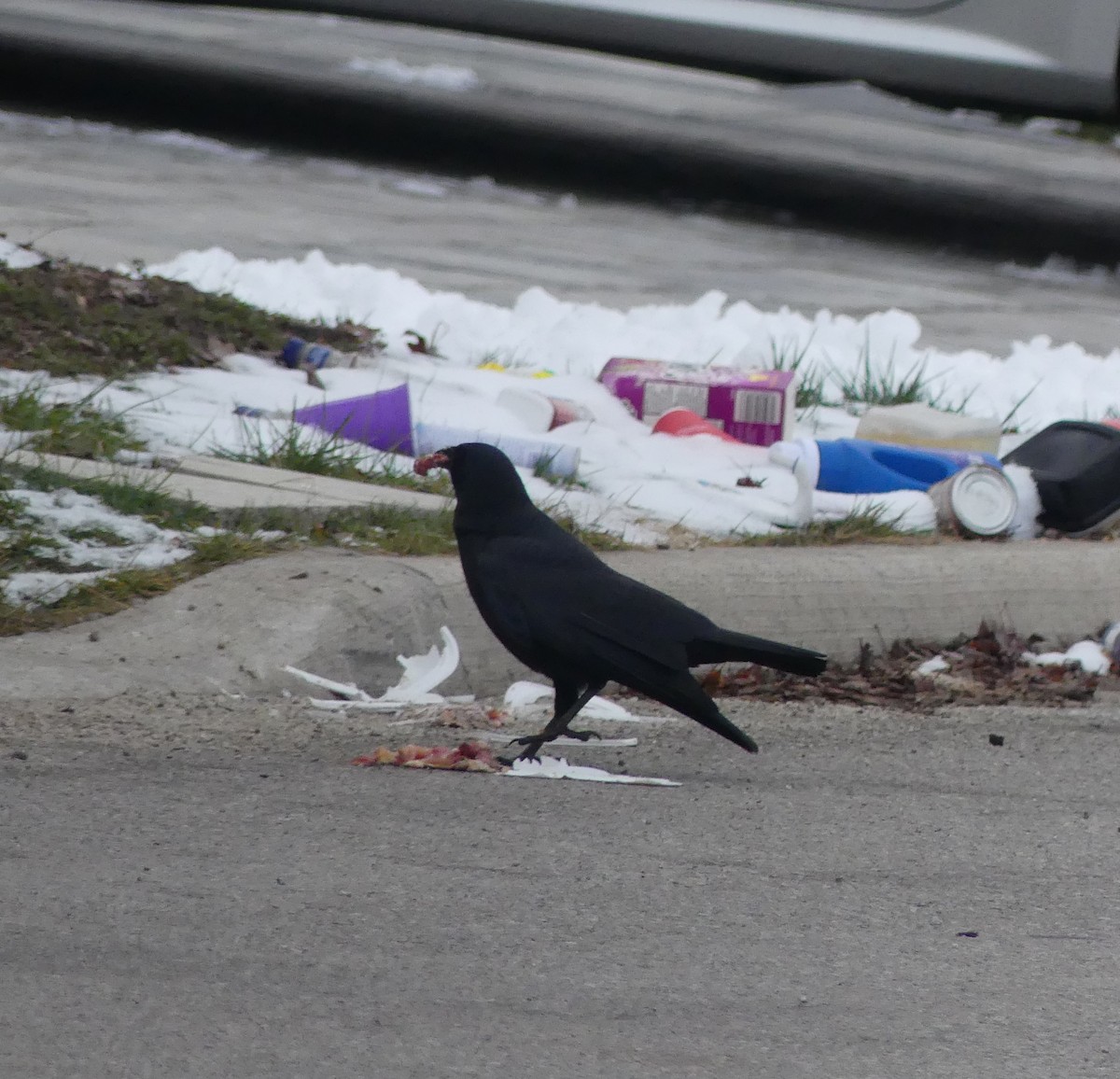 American Crow - ML645511912