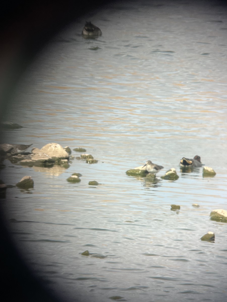 Хар элсэг - ML645511913