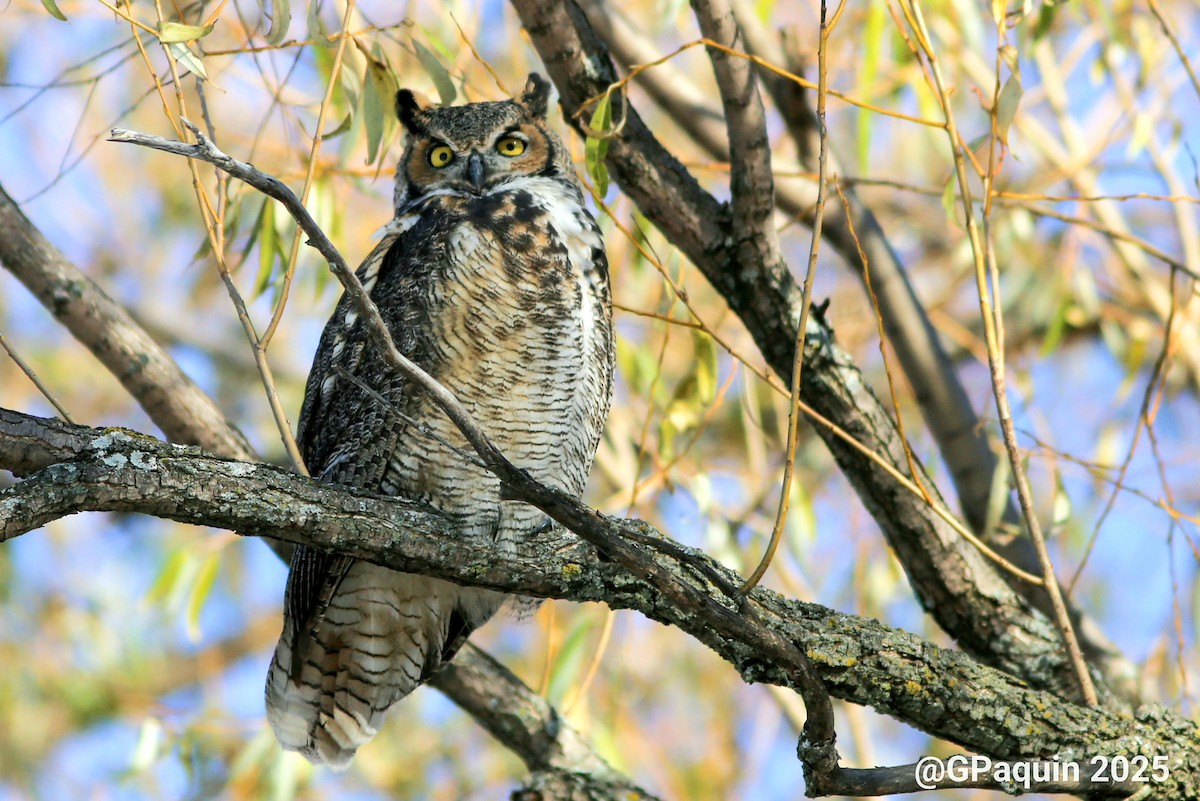 Great Horned Owl - ML645511922