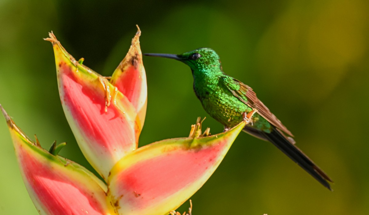 Empress Brilliant - ML645511925