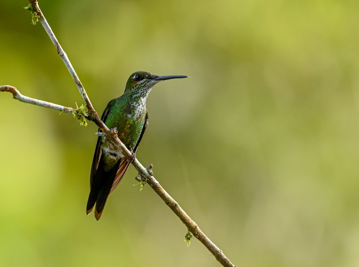 Empress Brilliant - ML645511927