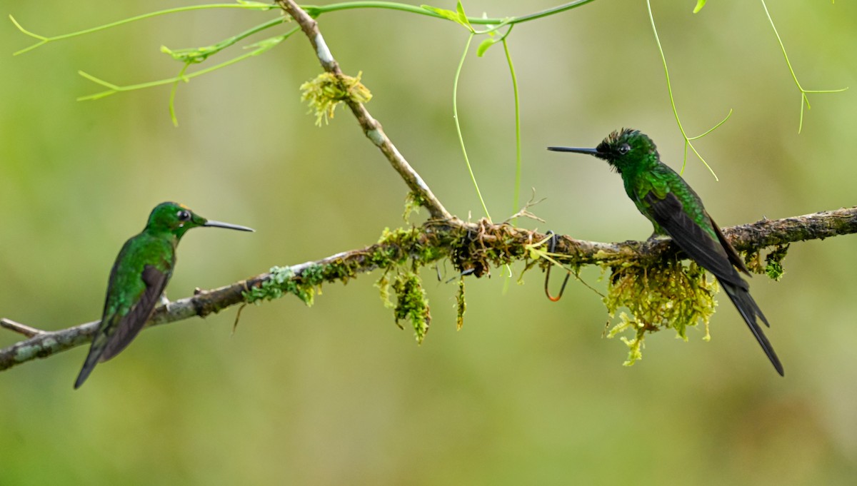 Empress Brilliant - ML645511928