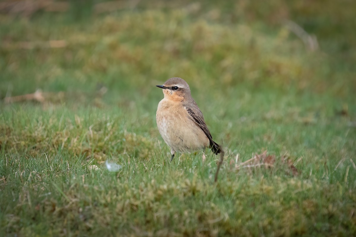 Northern Wheatear - ML645511934