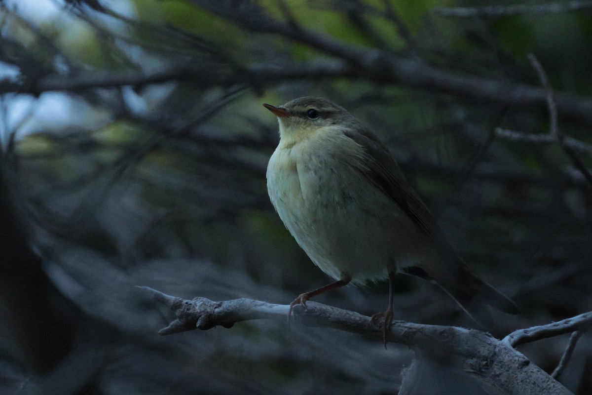 Willow Warbler - ML645511935