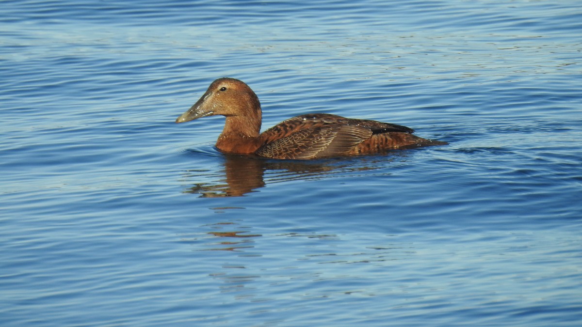 Common Eider - ML645511936