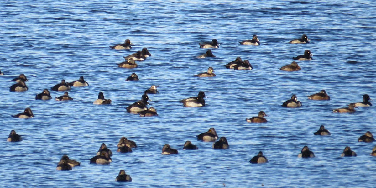 Greater/Lesser Scaup - ML645511938