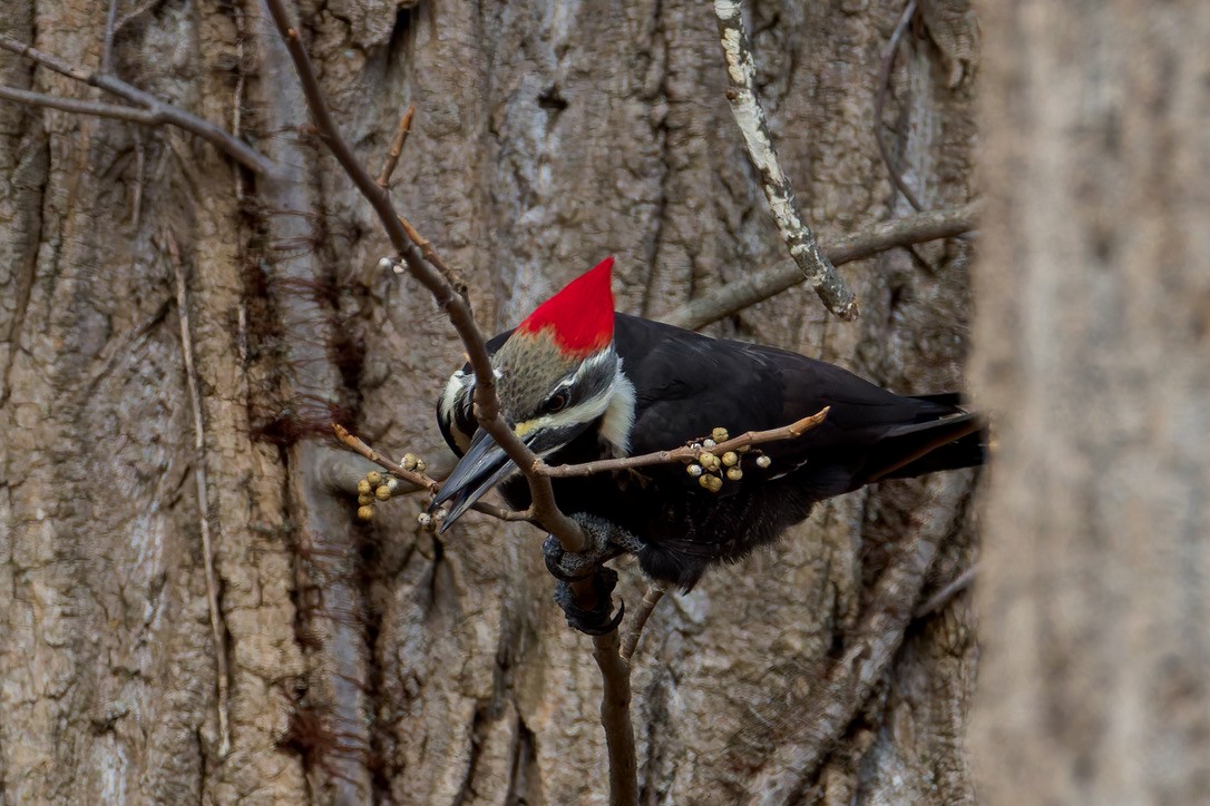 Pileated Woodpecker - ML645511940