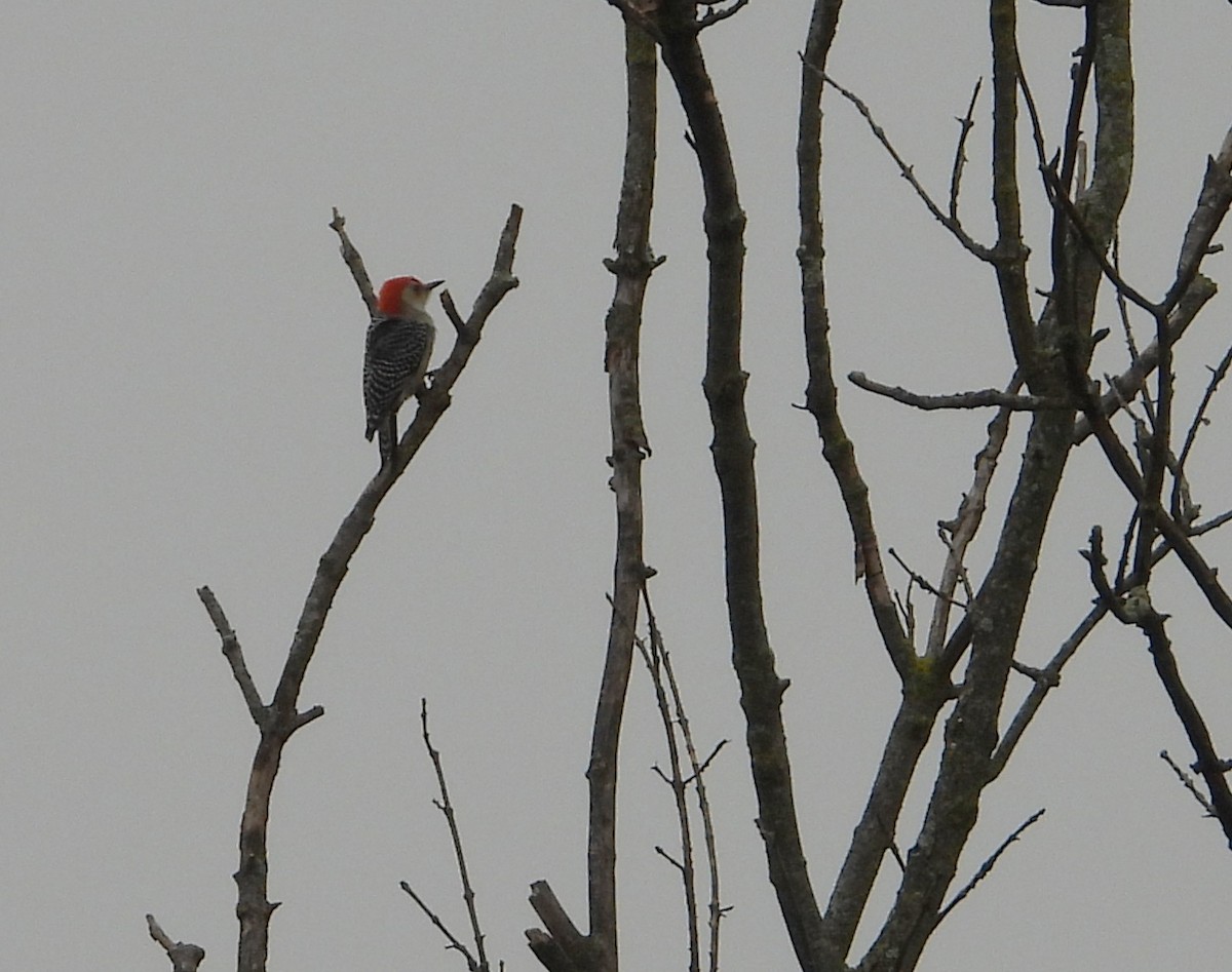 Red-bellied Woodpecker - ML645511942