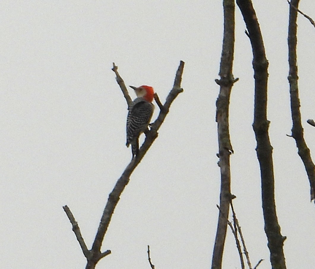 Red-bellied Woodpecker - ML645511943