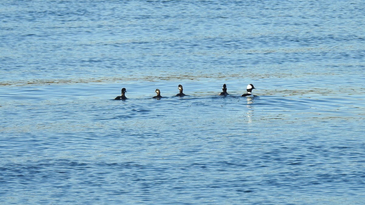 Bufflehead - ML645511944