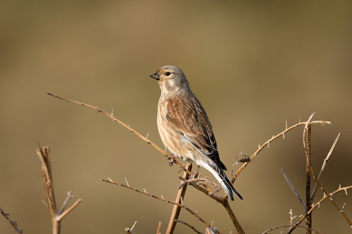 Eurasian Linnet - ML645511945
