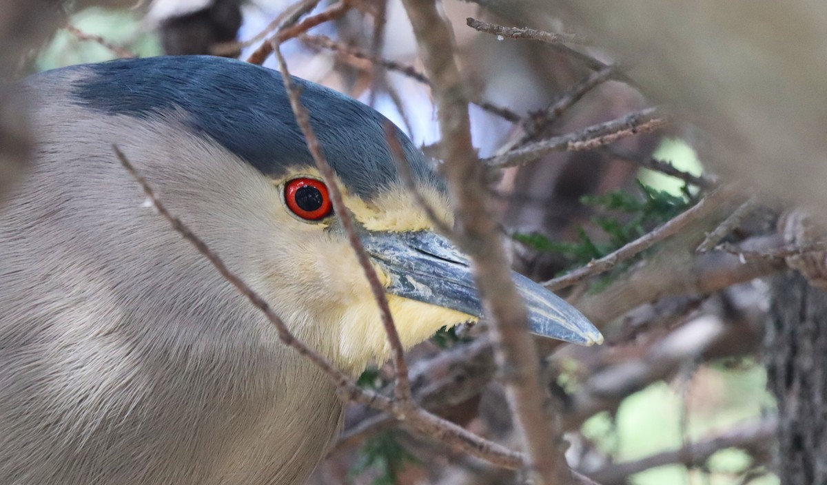 Black-crowned Night Heron - ML645511946