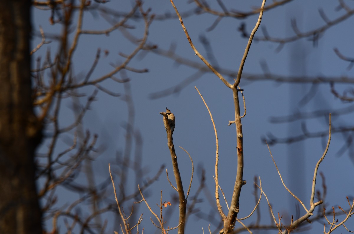Northern Flicker - ML645511947