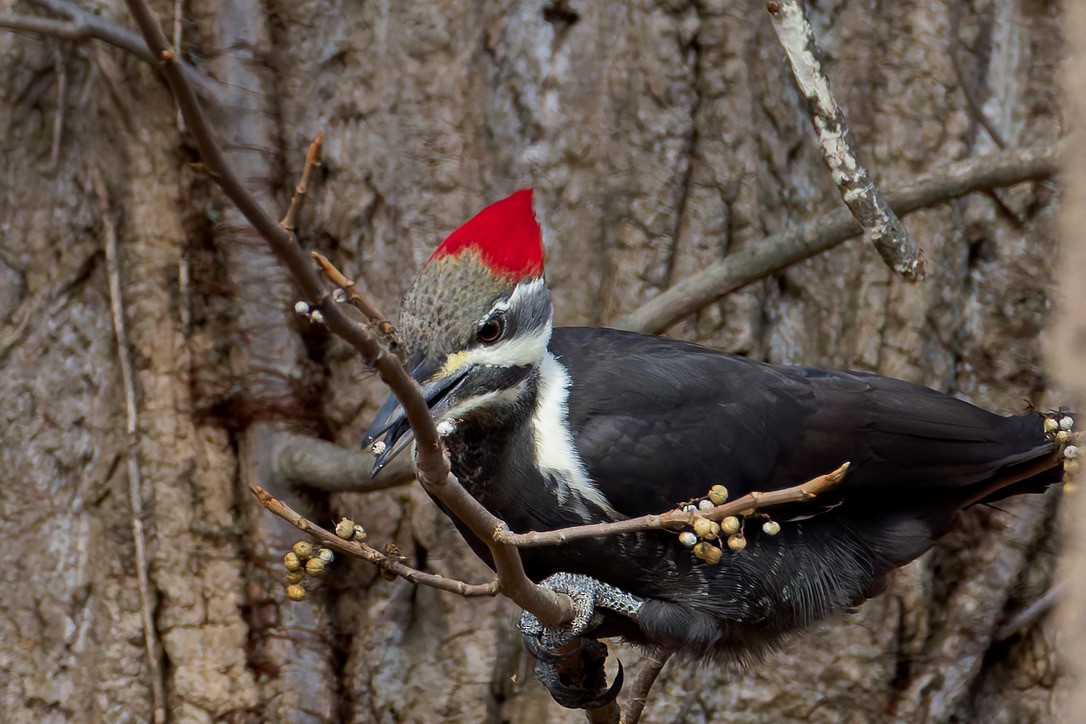 Pileated Woodpecker - ML645511948
