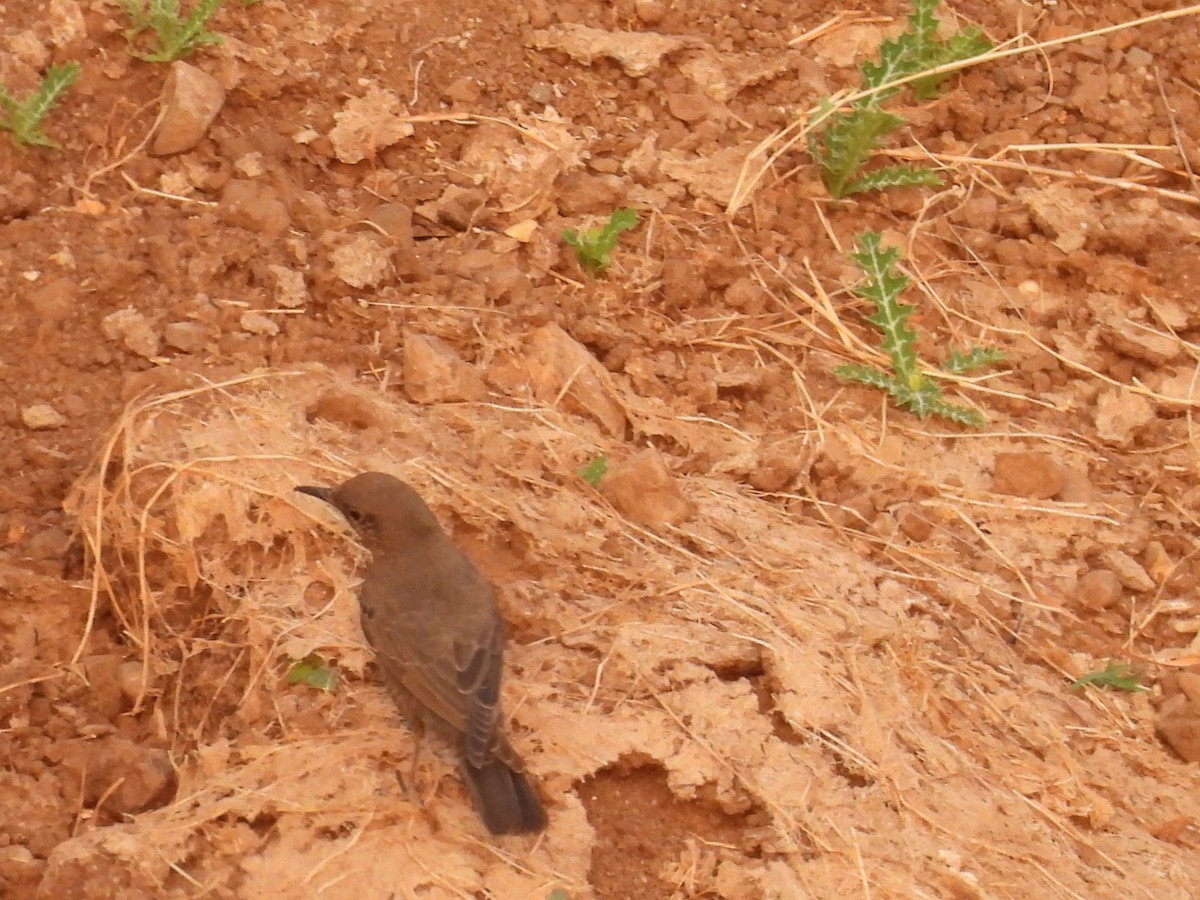 Brown Rock Chat - ML645511949