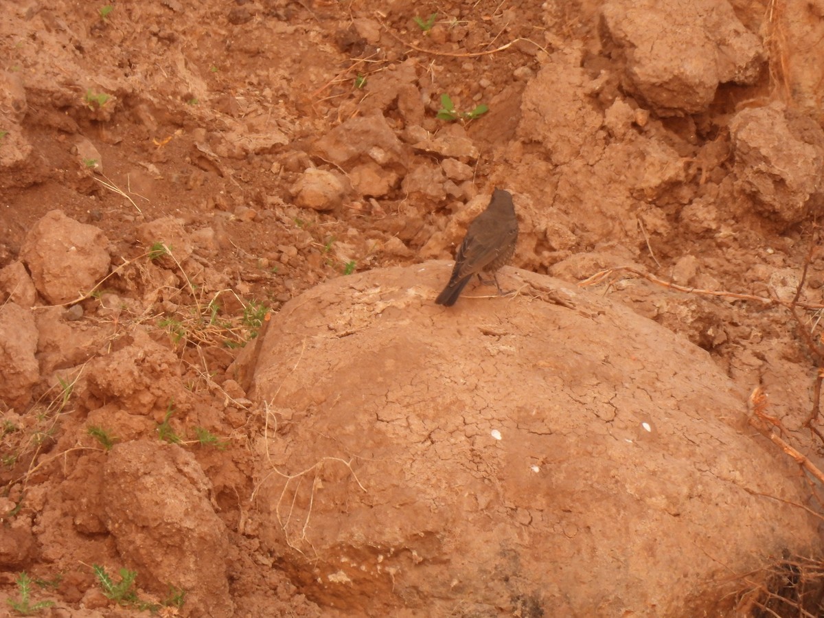 Brown Rock Chat - ML645511950