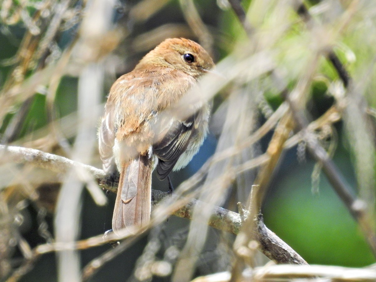 Bran-colored Flycatcher - ML645511951