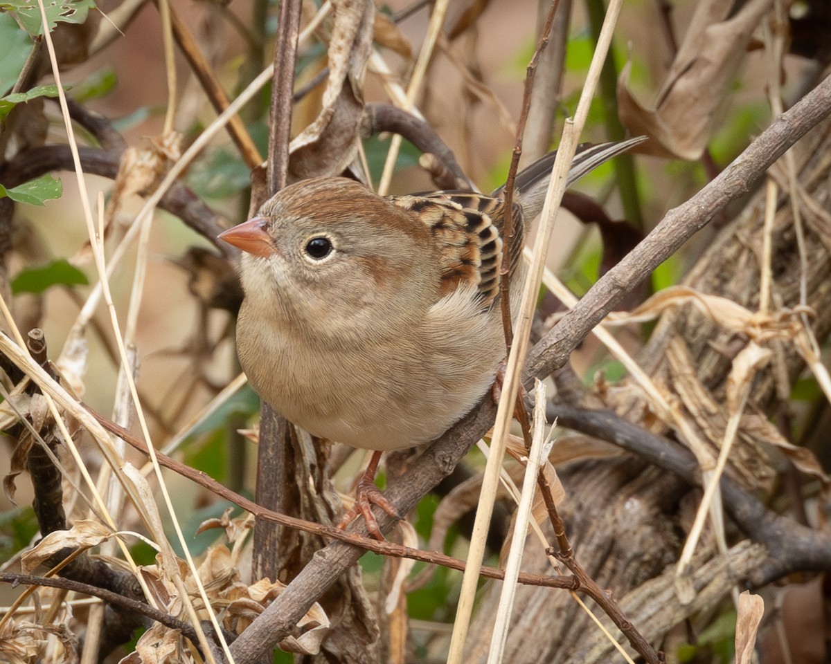 Field Sparrow - ML645511952