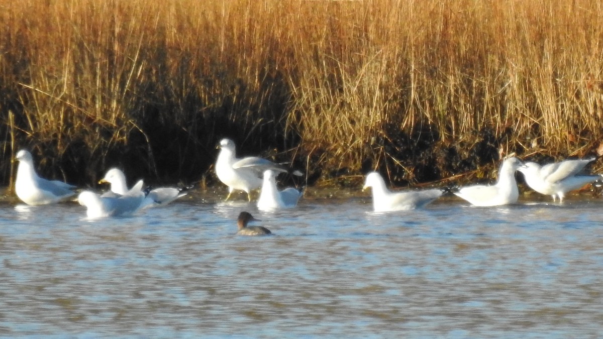 Red-breasted Merganser - ML645511953