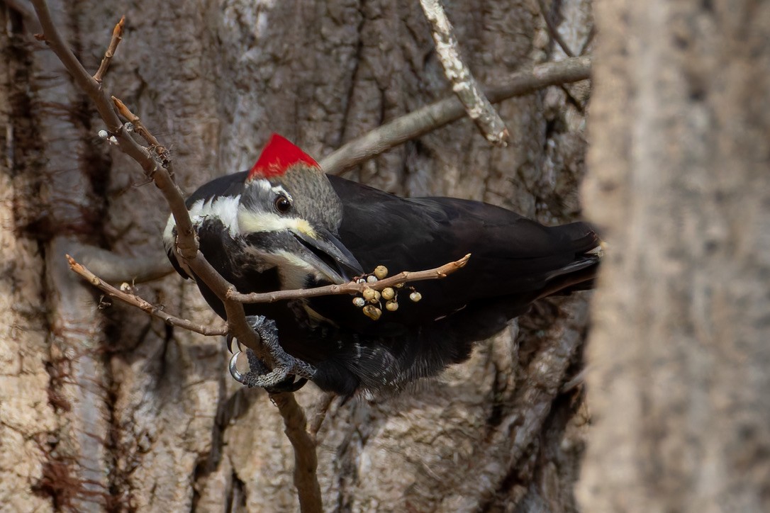 Pileated Woodpecker - ML645511954