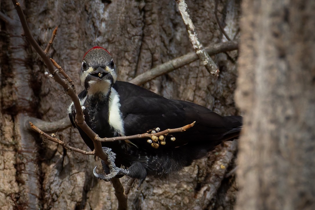 Pileated Woodpecker - ML645511955