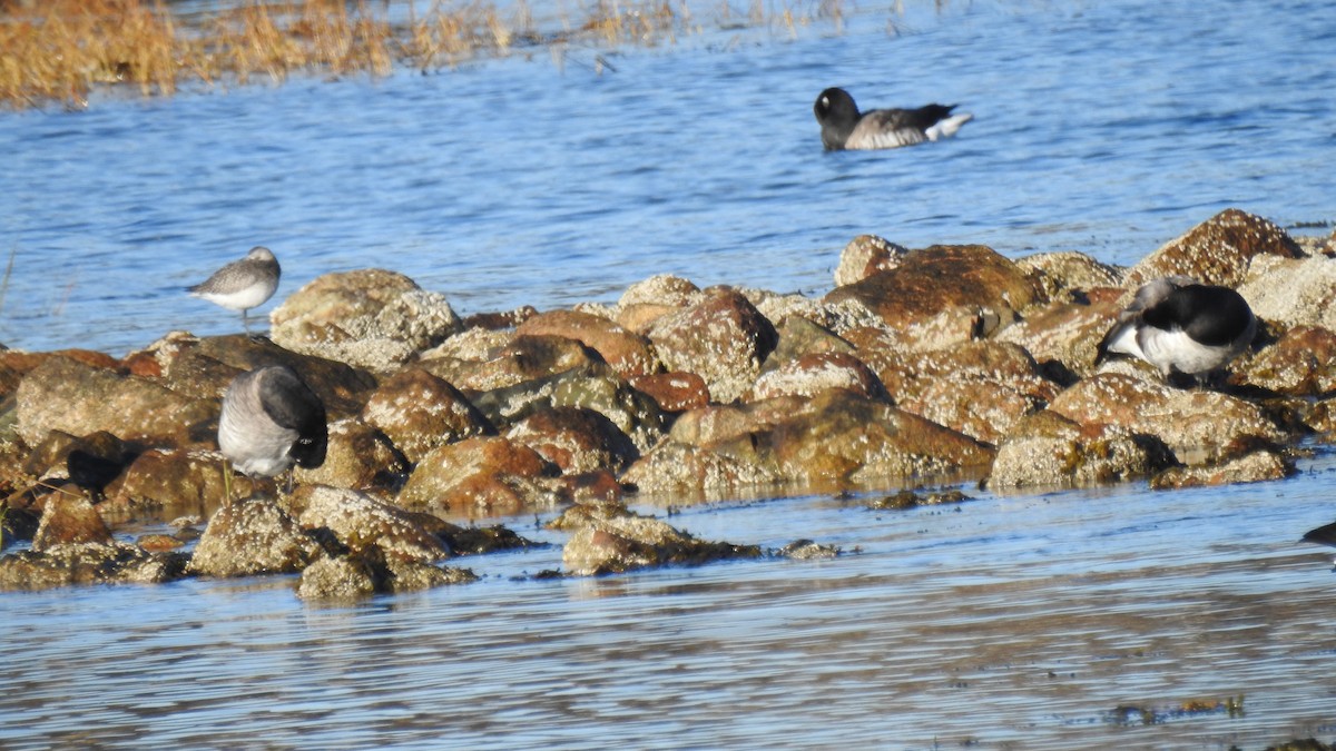 Black-bellied Plover - ML645511957