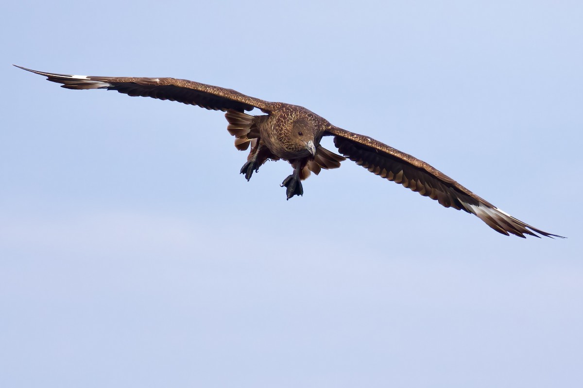 Great Skua - ML645511958
