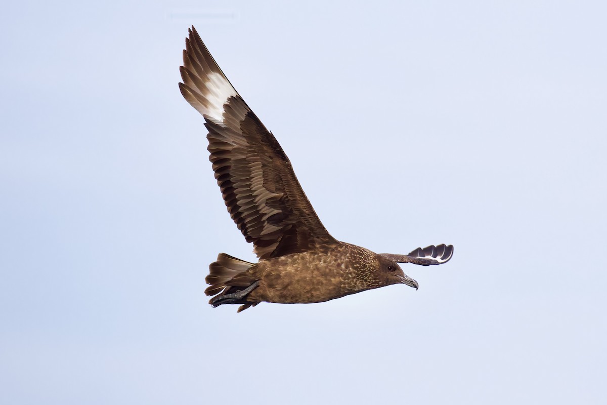 Great Skua - ML645511959