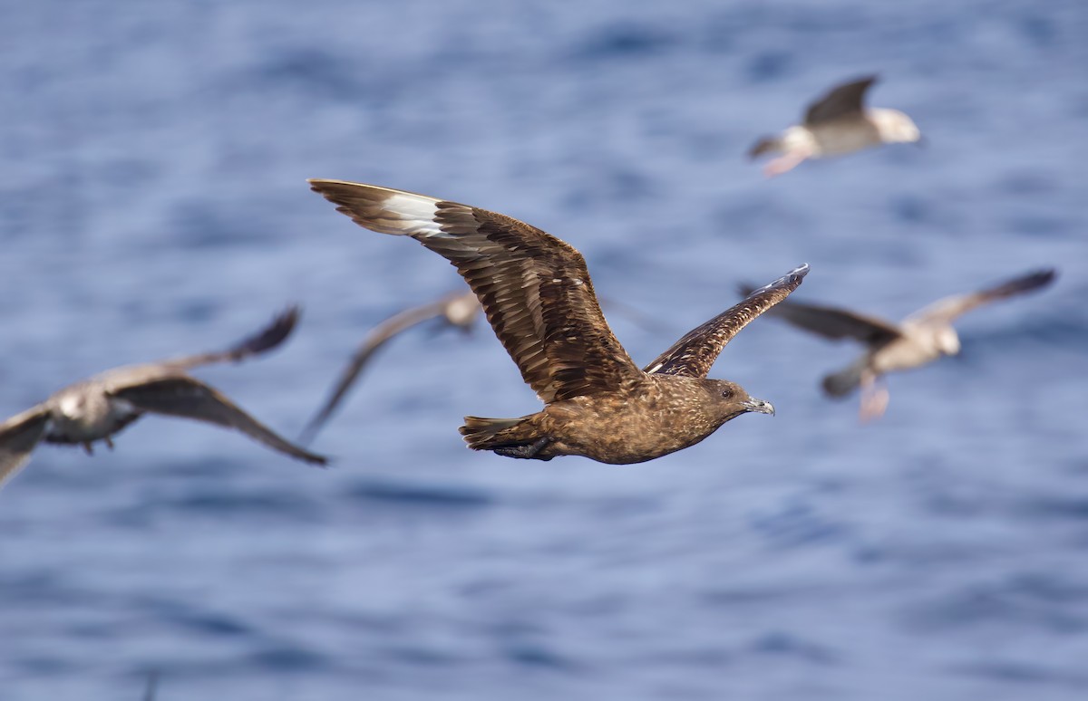 Great Skua - ML645511960