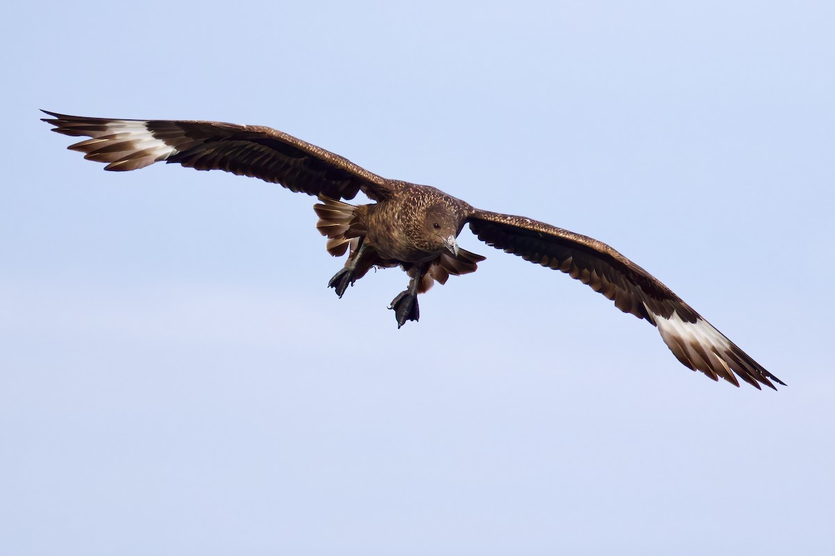 Great Skua - ML645511961