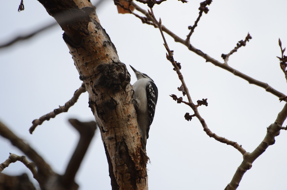 Hairy Woodpecker - ML645511962