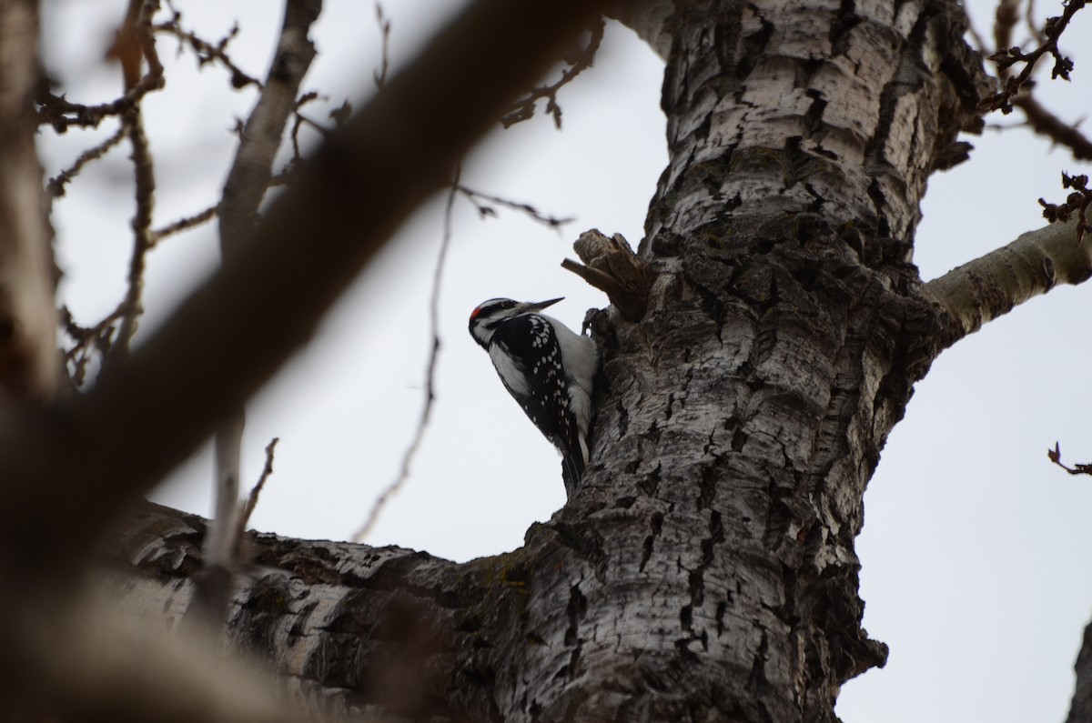 Hairy Woodpecker - ML645511963