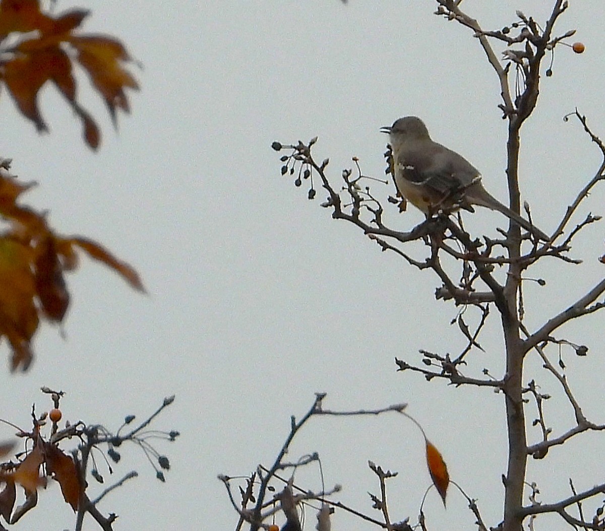 Northern Mockingbird - ML645511968