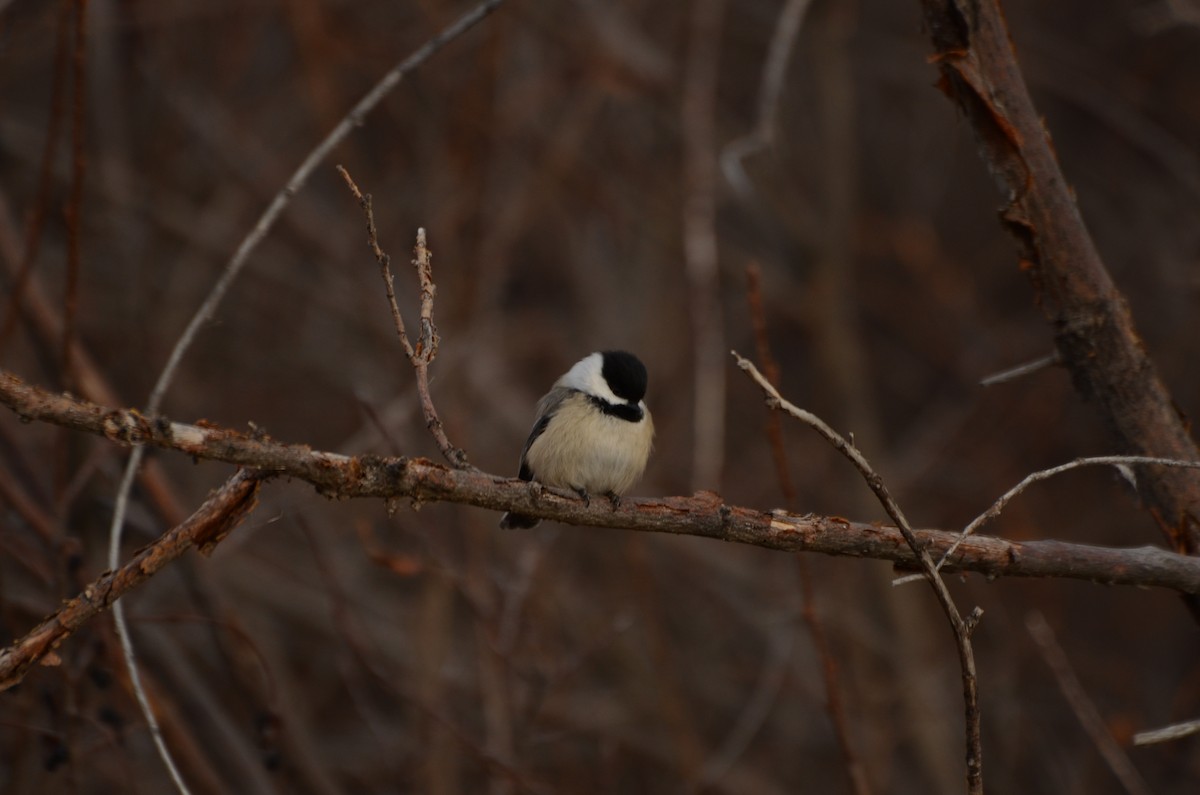 Black-capped Chickadee - ML645511969