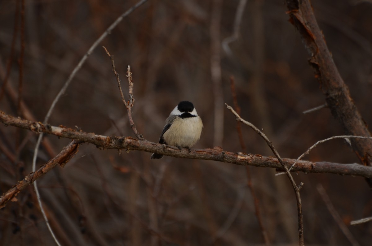 Black-capped Chickadee - ML645511970