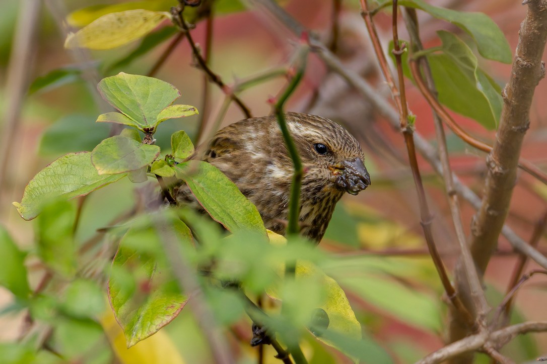 Camachuelo Purpúreo - ML645511982