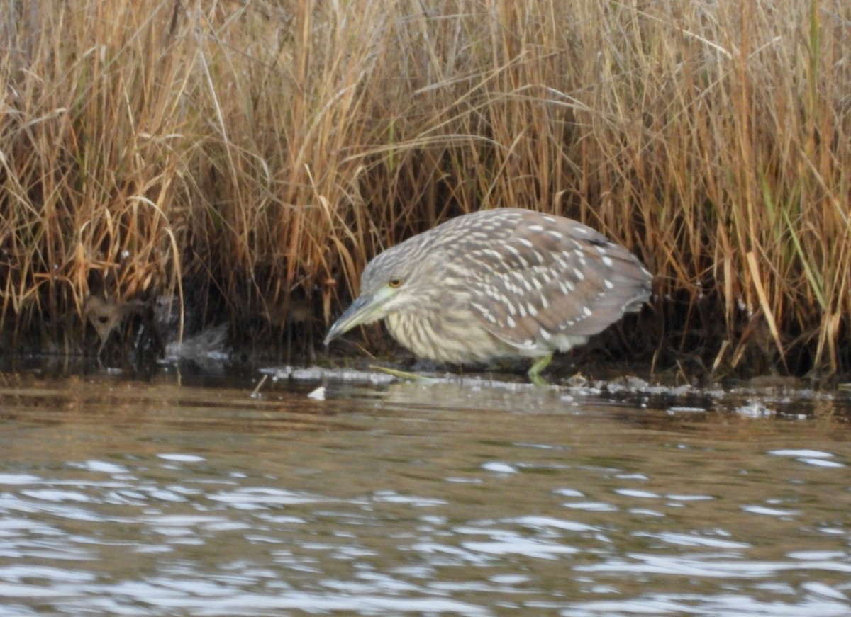 Black-crowned Night Heron - ML645512000