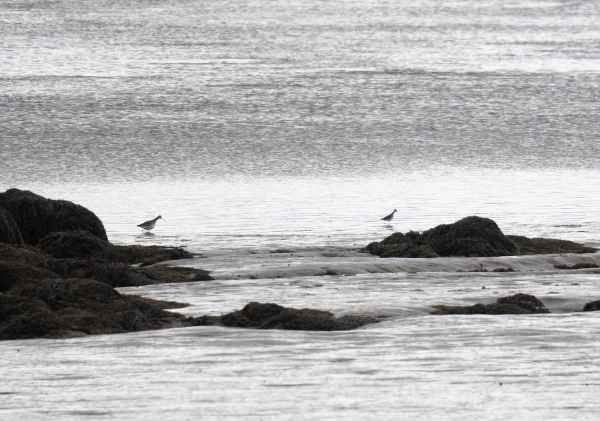 Lesser Yellowlegs - ML645512014