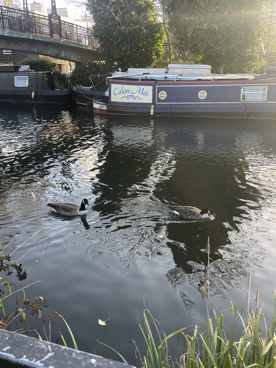 カナダガン - ML645512015