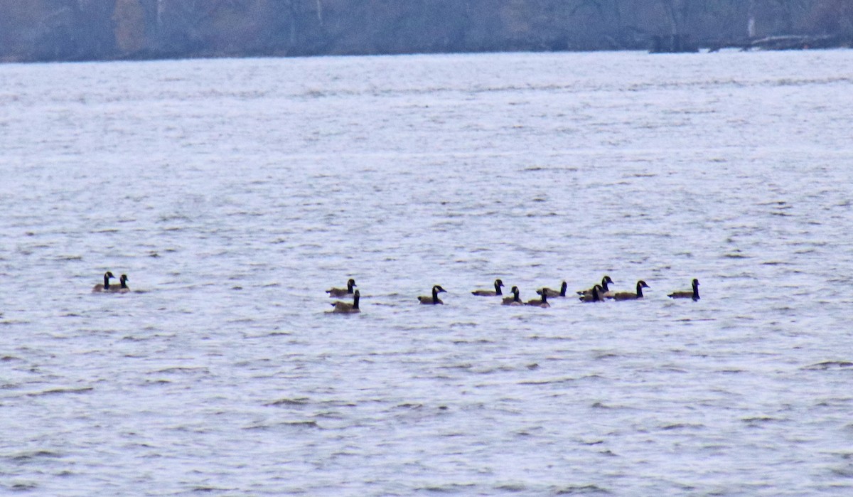 カナダガン - ML645512021