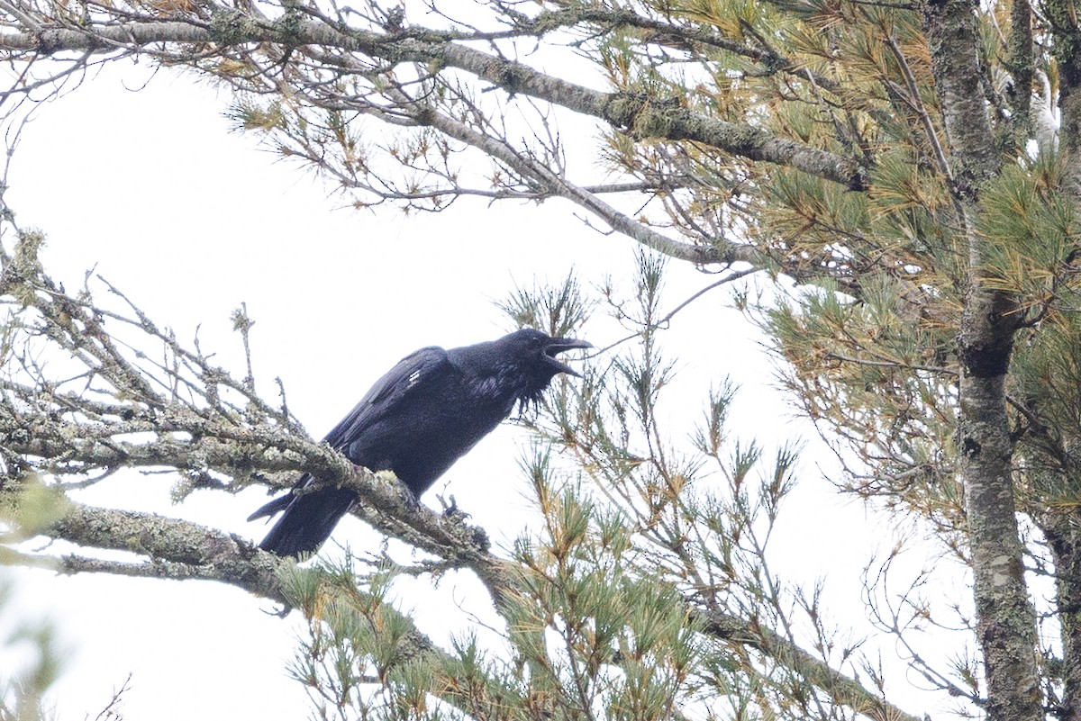 krkavec velký - ML645512022