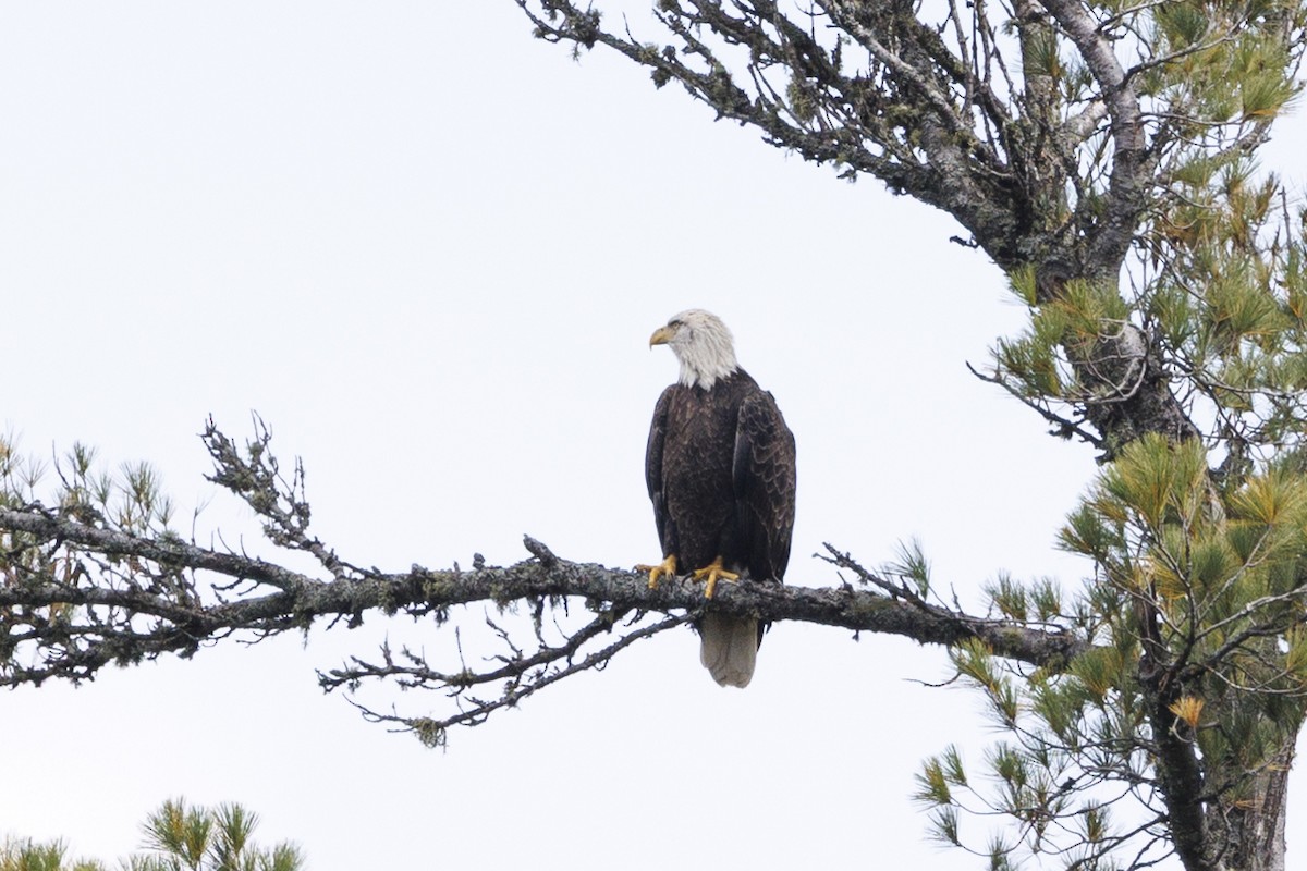 Bald Eagle - ML645512031