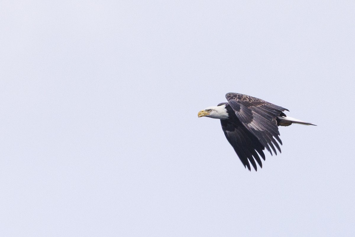 Bald Eagle - ML645512034