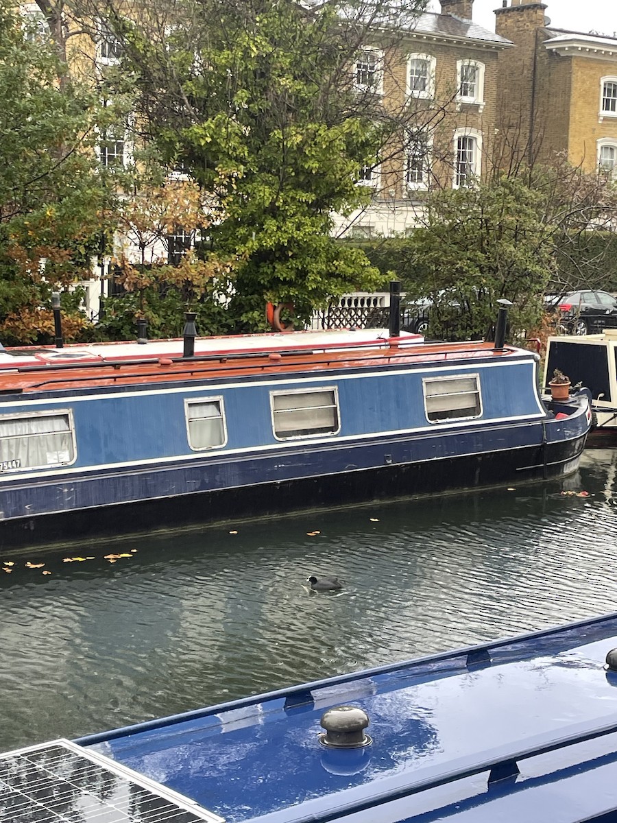 Eurasian Coot - ML645512037